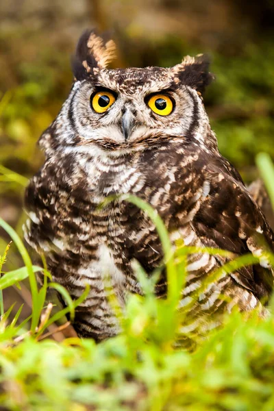 Owls Order Strigiformes Constituting 200 Extant Bird Prey Species Most — Stock Photo, Image