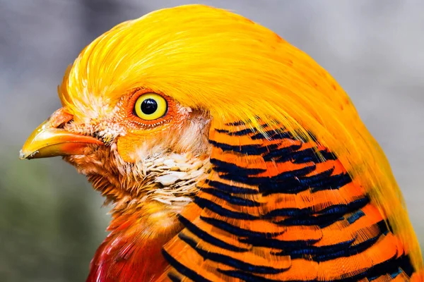 Headshot Colorful Pheasant — стоковое фото