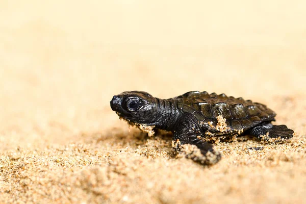 Tartaruga Bebê Praia Lutando Para Alcançar Oceano — Fotografia de Stock