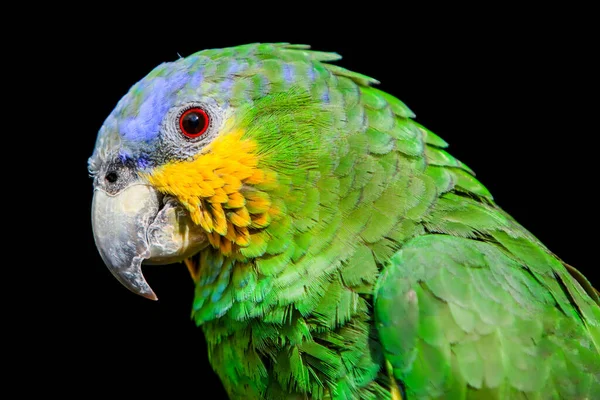 Papagaio Cabeça Azul Fechar — Fotografia de Stock