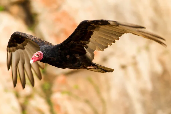 Male Turkey Vulture Flying Close Range Shot — Stock Photo, Image