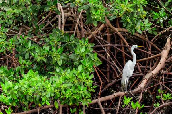 Μεγάλο Λευκό Egret Στο Φυσικό Περιβάλλον — Φωτογραφία Αρχείου