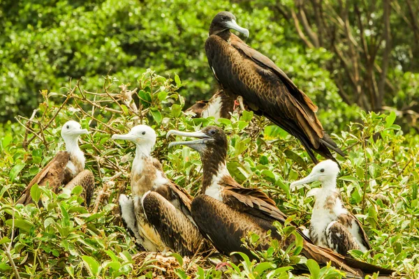 Οικογένεια Frigate Birds Στο Isla Plata Εκουαδόρ — Φωτογραφία Αρχείου