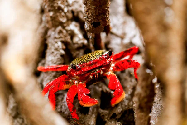 Mangrove Root Crab His Natural Environment — Stock Photo, Image