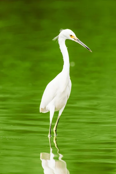 Μεγάλο Λευκό Egret Κατά Πράσινα Νερά — Φωτογραφία Αρχείου