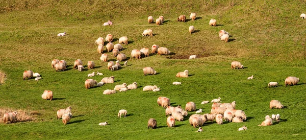 Jeune Mouton Dans Champ Luxuriant Herbe Printemps — Photo