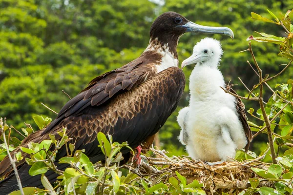 Pássaro Fragata Fêmea Com Filhote — Fotografia de Stock