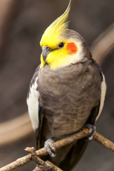 Αρσενικό Nymphicus Hollandicus Bird Shoot Στο Τροπικό Δάσος Του Εκουαδόρ — Φωτογραφία Αρχείου