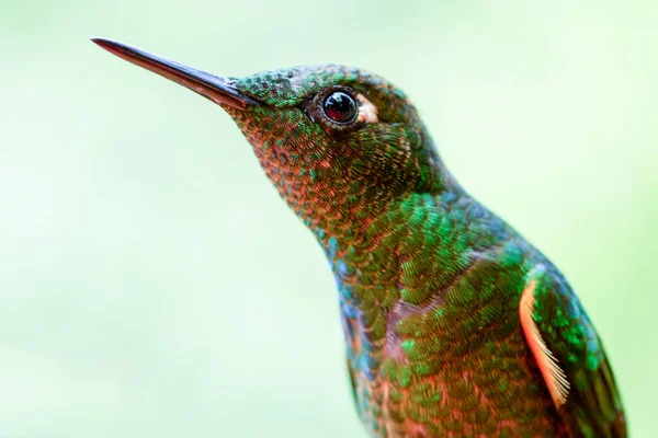 Eriocnemis Luciani Aves Capoeira Endémicas Raras Equador — Fotografia de Stock