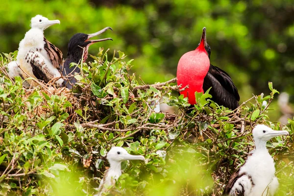 Frigate Bird Οικογένεια Κυρίαρχο Αρσενικό Εκφράζοντας Την Εξουσία Του — Φωτογραφία Αρχείου