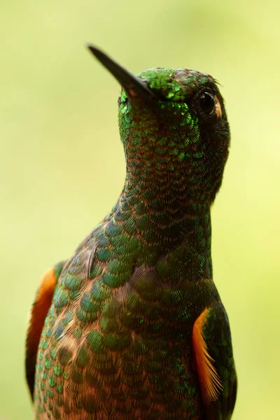 Eriocnemis Luciani Colibrí Endémico Raro Ecuador — Foto de Stock