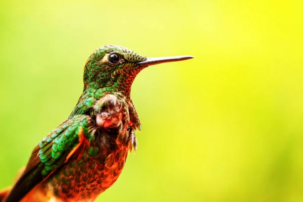 Eriocnemis Luciani Ritka Endémiás Kolibri Ecuadorból — Stock Fotó