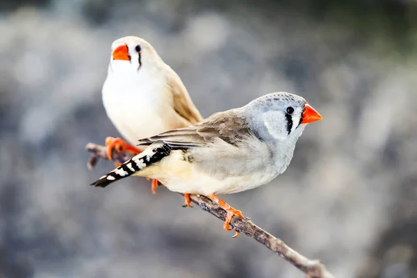 Paire Pinces Longue Queue Sur Une Branche Aussi Appelée Oiseaux — Photo