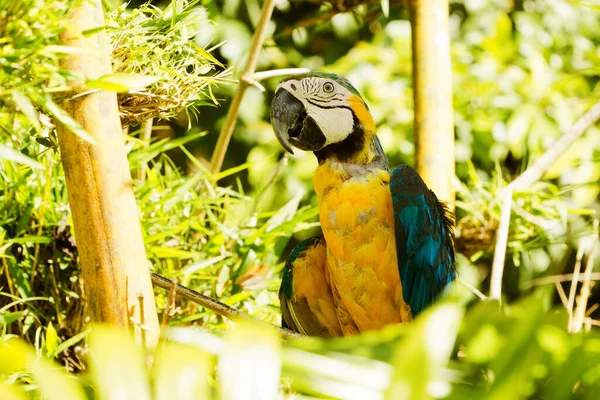 Ara Blu Gialla Appoggiata Ramo Dell Amazzonia Ecuadoriana Colpita Natura — Foto Stock