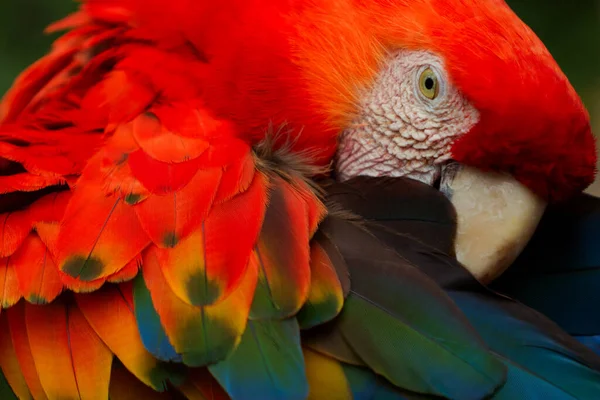 Šarlatové Macaw Velké Barevné Macaw Původem Vlhkých Věčně Zelených Lesů — Stock fotografie