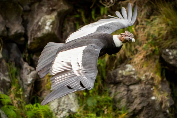 Condor Andino Grande Rapace Nero Con Soffio Piume Colore Che — Foto Stock