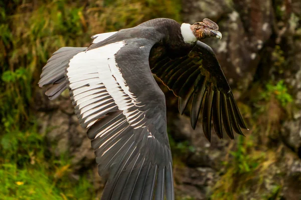 Condor Andino Grande Avvoltoio Nero Con Ciuffo Piume Bianche Che — Foto Stock