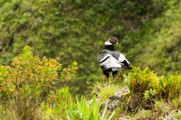 Andean Condor Shot Ecuadorian Highlands 1800M Altitude — стоковое фото