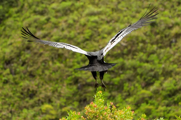 Andean Condor Takeoff Shot Ecuadorian Highlands 1800M Altitude — Stock Photo, Image