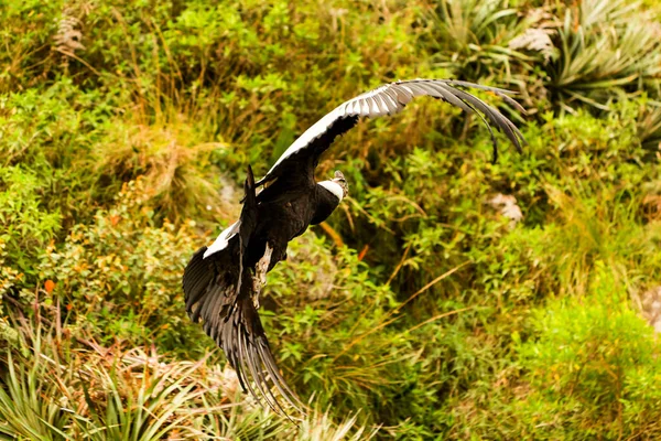 アンデスのコンドルは 首のベースを囲む白い羽のラフと 特に翼の男性の大きな白いパッチで大きな黒いハゲタカです — ストック写真
