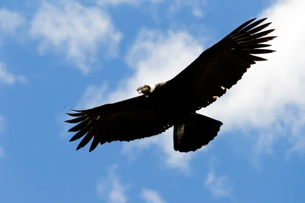 Mannelijke Deense Condor Vlucht Neergeschoten Hooglanden Van Ecuador Andes Bergen — Stockfoto
