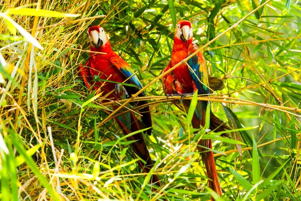 Paret Ara Macaw Papegojor Ecuador Amazonas — Stockfoto