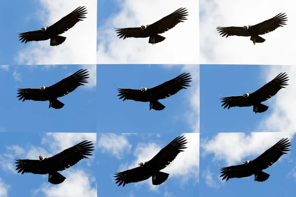 安迪安 秃鹰在对着多云的天空序列飞行时在不到1秒钟的时间内拍摄 并从原始的 — 图库照片