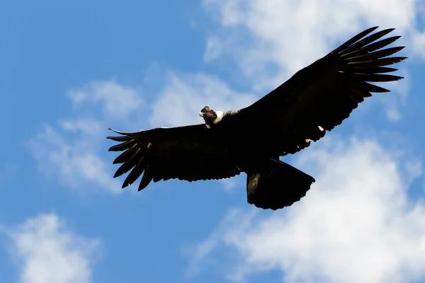 Cóndor Andino Masculino Vuelo Disparo Las Tierras Altas Ecuador Cordillera — Foto de Stock