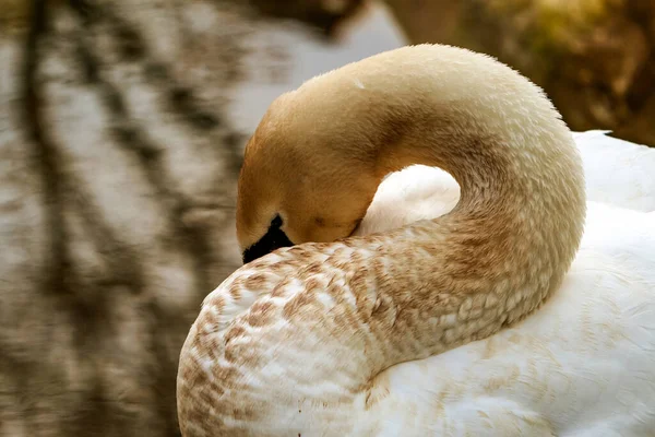 Swan Trying To Take A Nap Close Up