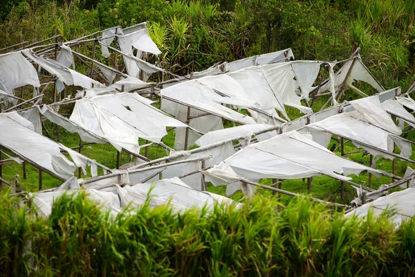 Effets Tempête Sur Une Serre Plastique — Photo