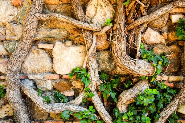 Alte Steinmauer Der Festung Alcazaba Mit Großen Efeu Pflanzen Bedeckt — Stockfoto