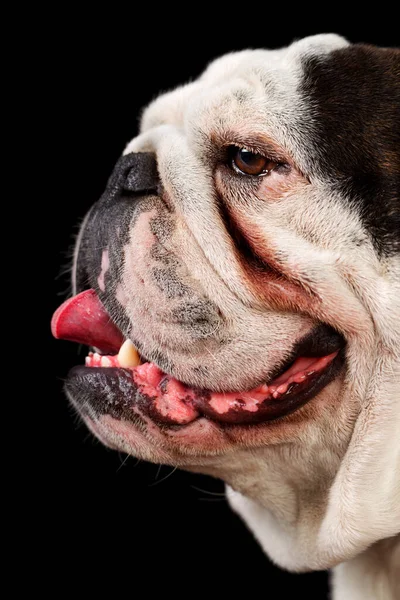 Studio Muotokuva Aikuisen Puhtaan Rodun Englanti Bulldog — kuvapankkivalokuva