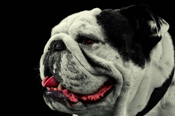 Mug Shot Studio Profil Odlad Ren Arter Engelska Bulldog — Stockfoto