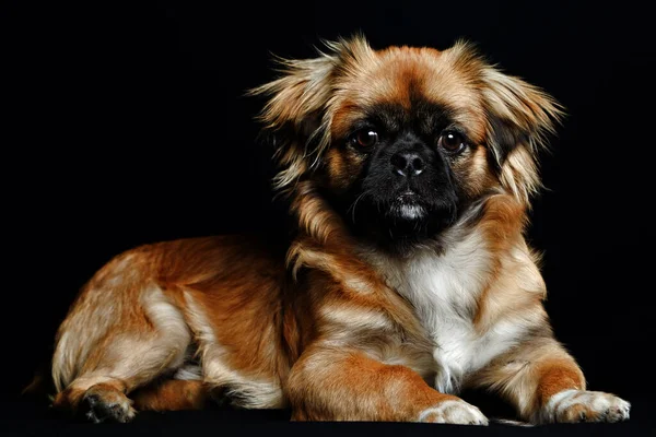 Adulto Pekingese Posição Sentada Close Estúdio Isolado Tiro — Fotografia de Stock