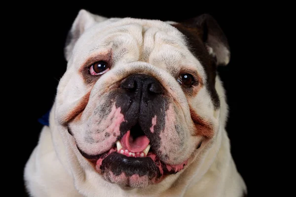 Retrato Estúdio Tiro Caneca Uma Raça Pura Adulta Bulldog Inglês — Fotografia de Stock