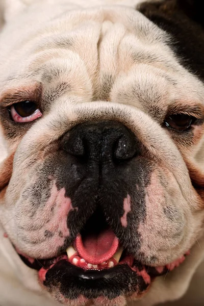 Retrato Estúdio Tiro Caneca Uma Raça Pura Adulta Bulldog Inglês — Fotografia de Stock