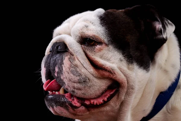 Bögre Lövés Stúdió Portré Egy Felnőtt Tiszta Fajta Angol Bulldog — Stock Fotó