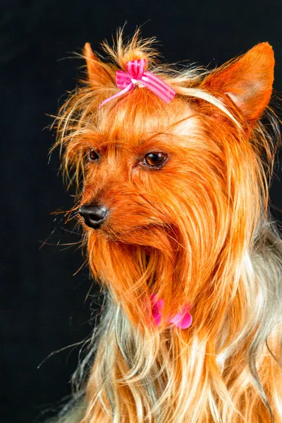 Sensitive Female Yorkshire Portrait Nicely Dressed — Stock Photo, Image