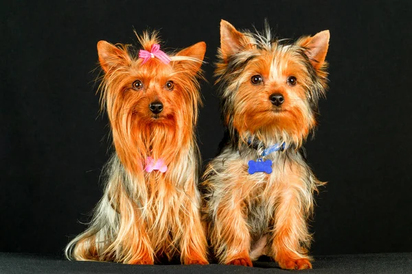 Yorkshire Terrier Couple Hun Trouwdag — Stockfoto