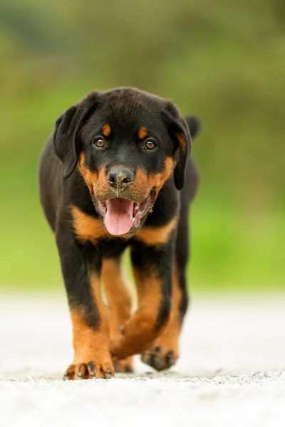 Rottweiler Pup Mirando Cámara Bajo Ángulo Profundidad Superficial Campo — Foto de Stock