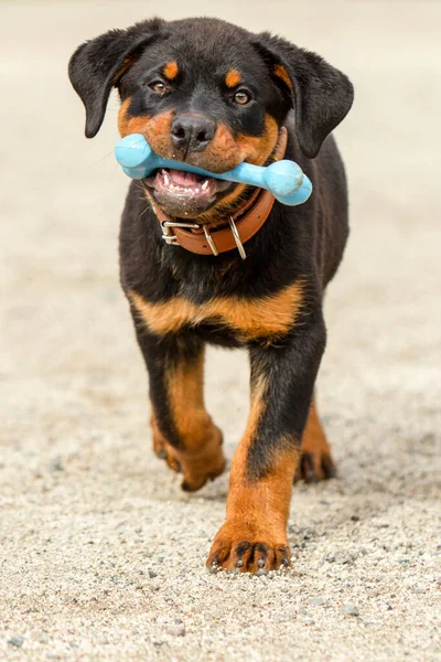 Rottweiler Pup Sosteniendo Hueso Juego — Foto de Stock
