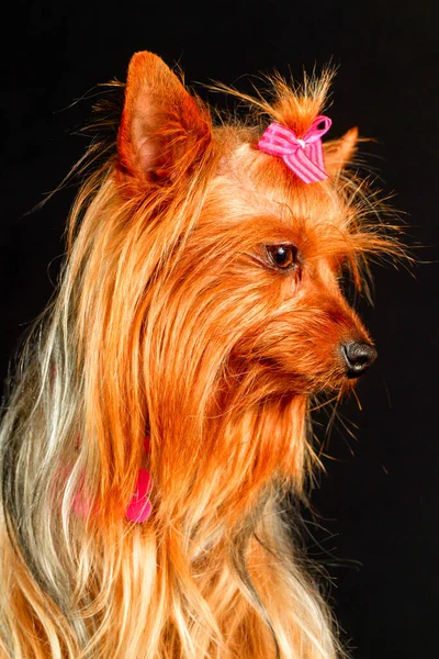 Sensível Feminino Yorkshire Retrato Bem Vestido — Fotografia de Stock