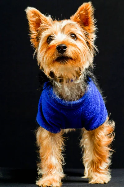 Yorkshire Terriër Presenteren Hond Kleding Mode Van Het Jaar — Stockfoto