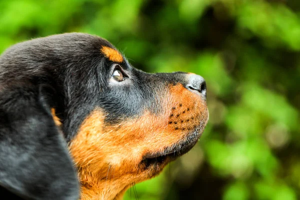 Rottweiler Pup Retrato Contra Vegetación Verde — Foto de Stock