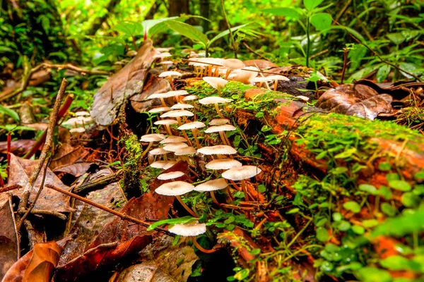 亚马逊雨林地面景观中的小群白色蘑菇 — 图库照片