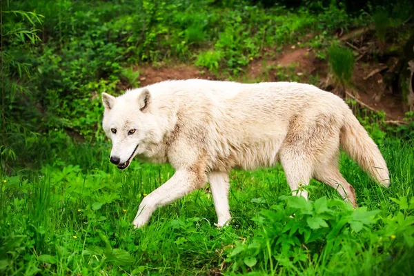 Großer Ausgewachsener Weißer Wolf Jagt Seine Beute Wald — Stockfoto