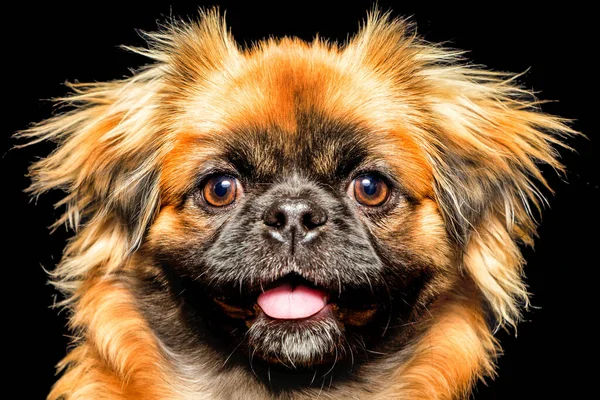 Volwassen Pekingese Gezicht Close Studio Geïsoleerde Schot — Stockfoto