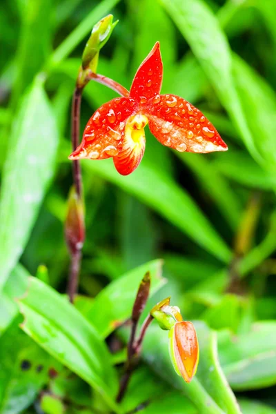 Orquídea Vermelha Urso Contra Tiro Verde Fundo Ambiente Natural — Fotografia de Stock