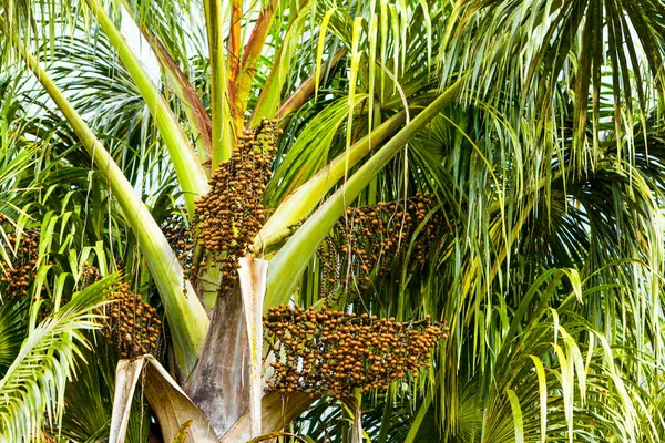 Euterpe Oleracea Est Une Espèce Palmier Dans Genre Euterpe Cultivé — Photo
