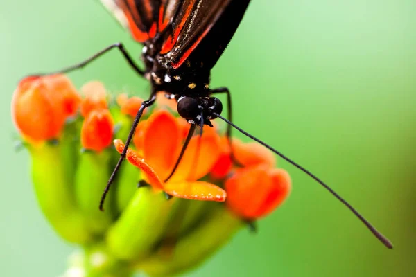 Borboleta Exótica Alimentando Tiro Colorido Flor Com Luz Ambiente Floresta — Fotografia de Stock